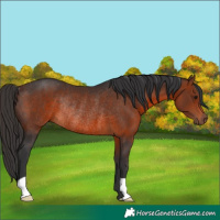 Horse Color:Brown Rabicano 