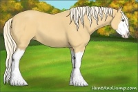 Horse Color:Palomino Roan Splash 