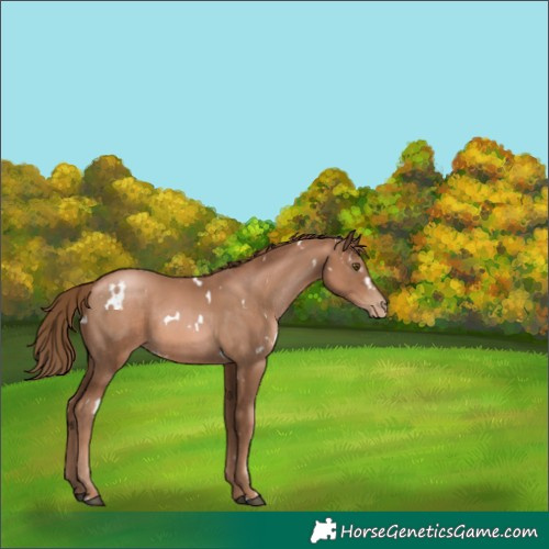 Horse Color:White Spotted Liver Chestnut Pearl Rabicano 