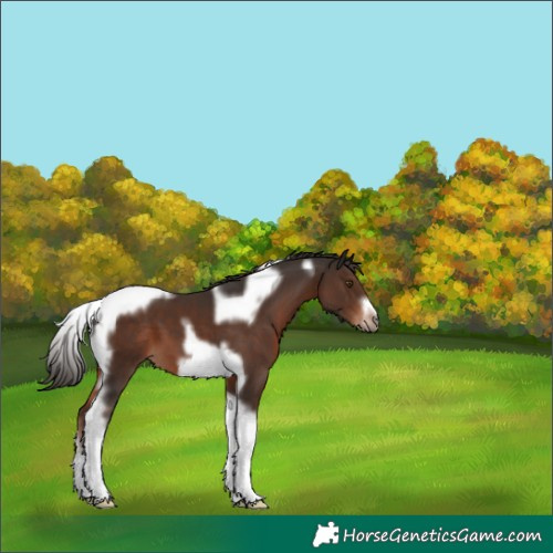Horse Color:Liver Chestnut Tobiano Frame