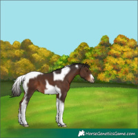 Horse Color:Liver Chestnut Tobiano Frame 