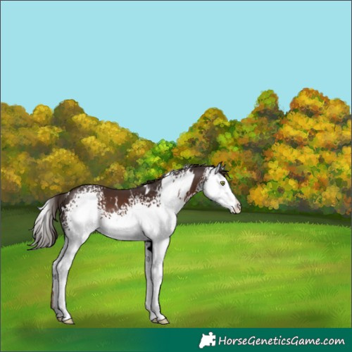 Horse Color:White Spotted Liver Chestnut Varnish