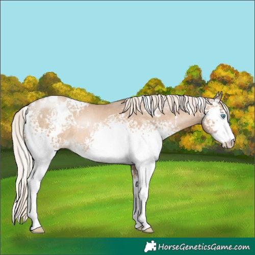 Horse Color:White Spotted Chocolate Palomino Pearl