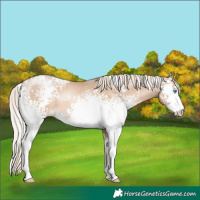 Horse Color:White Spotted Chocolate Palomino Pearl 