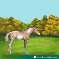 Horse Color:White Spotted Chocolate Palomino Pearl