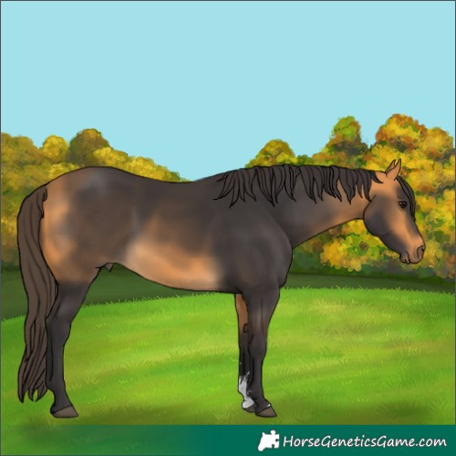 Horse Color:Buckskin Sabino