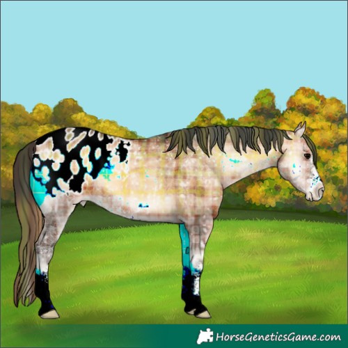Horse Color:Plaid  Bay Ice Onyx Appaloosa 