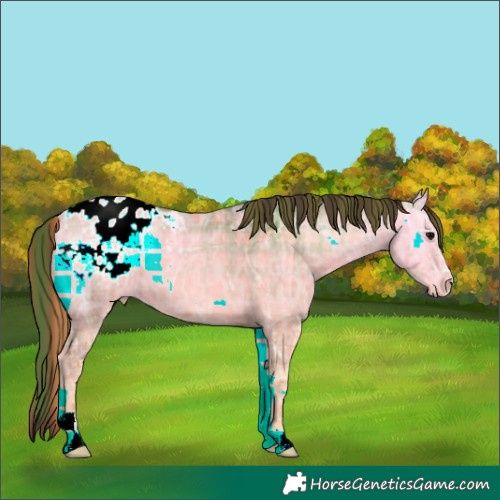 Horse Color:Plaid  Chocolate Bay Ice Onyx Appaloosa 