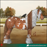 Horse Color:White Spotted Chestnut 