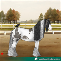Horse Color:White Spotted Grullo Splash 