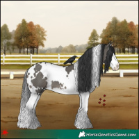 Horse Color:White Spotted Grullo Splash