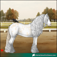 Horse Color:White Spotted Buckskin Dun Splash Appaloosa