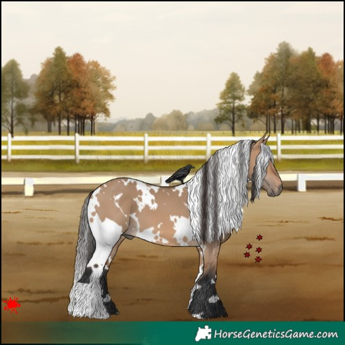 Horse Color:White Spotted Bay Dun 