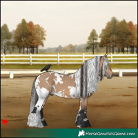 Horse Color:White Spotted Bay Dun 