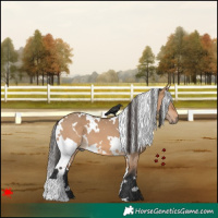 Horse Color:White Spotted Bay Dun 