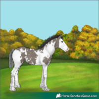 Horse Color:White Spotted Grullo Splash 