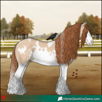 Horse Color:White Spotted Red Dun Splash 
