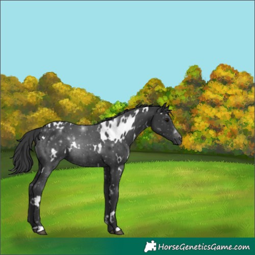 Horse Color:White Spotted Black Rabicano 
