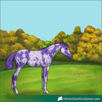 Horse Color:Watercolor Smoky Black Ice 