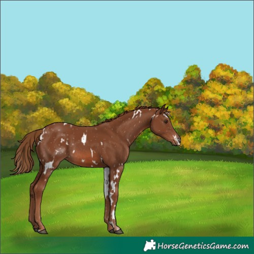Horse Color:White Spotted Chestnut Sabino Rabicano 