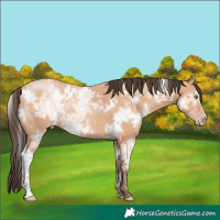 Horse Color:White Spotted Amber Champagne Ice Rabicano