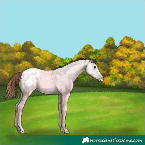 Horse Color:Plaid  Classic Champagne Ice Appaloosa Rabicano 