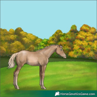 Horse Color:Chocolate Palomino Pearl