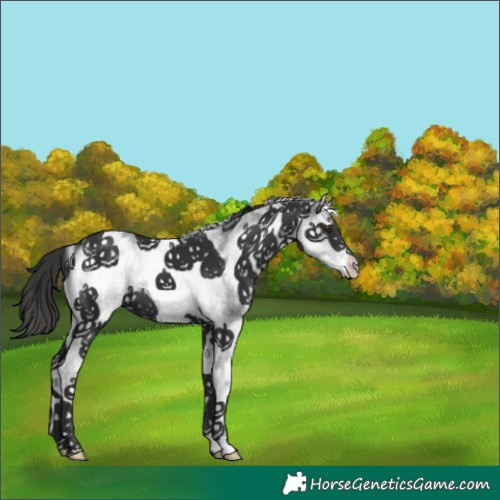 Horse Color:White Spotted Liver Chestnut