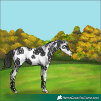 Horse Color:White Spotted Liver Chestnut 