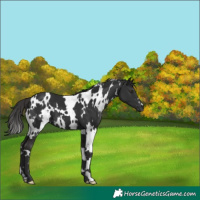 Horse Color:White Spotted Liver Chestnut 
