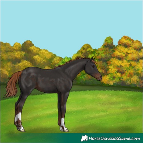 Horse Color:Liver Chestnut 