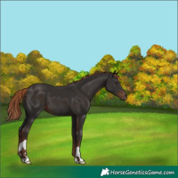 Horse Color:Liver Chestnut 