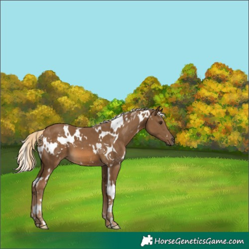 Horse Color:White Spotted Chocolate Palomino 