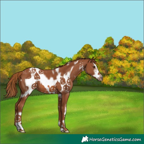 Horse Color:White Spotted Chestnut Frame 