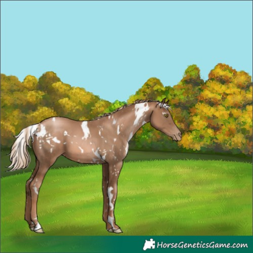 Horse Color:White Spotted Liver Chestnut Pearl 