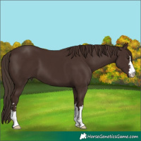 Horse Color:Liver Chestnut 