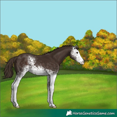 Horse Color:White Spotted Liver Chestnut 