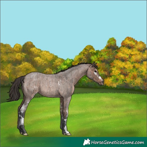 Horse Color:White Spotted Bay Ice Roan Rabicano