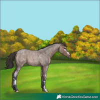 Horse Color:White Spotted Bay Ice Roan Rabicano