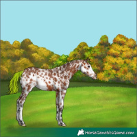 Horse Color:Painted White Spotted Bay Splash 