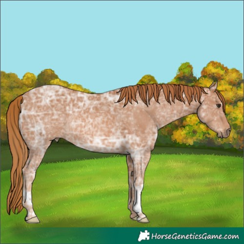 Horse Color:Chestnut Ice Rabicano 