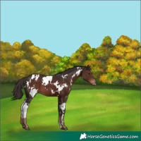 Horse Color:White Spotted Liver Chestnut