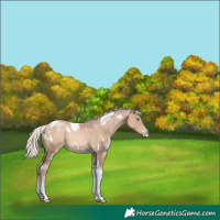 Horse Color:White Spotted Chocolate Palomino Pearl Tobiano