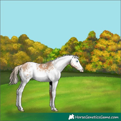 Horse Color:White Spotted Chocolate Palomino Pearl 