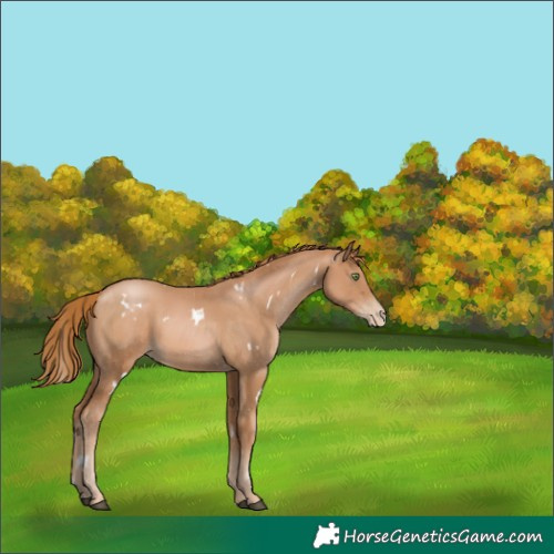 Horse Color:White Spotted Chestnut Pearl