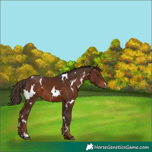 Horse Color:White Spotted Liver Chestnut 