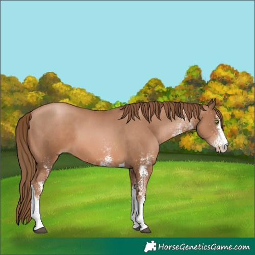 Horse Color:White Spotted Liver Chestnut Pearl Tobiano 