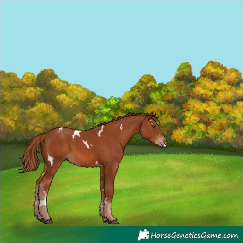 Horse Color:White Spotted Chestnut 