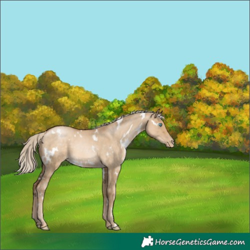 Horse Color:White Spotted Chocolate Palomino Pearl Dun