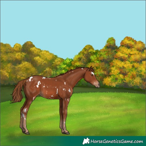Horse Color:White Spotted Chestnut 
